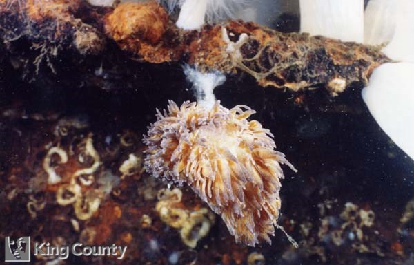 Photo of Shaggy Mouse - Aeolidia sp.